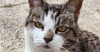 lina pet sitter à ST JOSEPH 50700_1