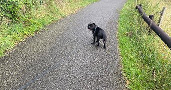 déborah asv pet sitter à MUNSTER 68140_1