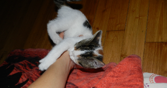 marion pet sitter à ST CYR SUR LOIRE 37540_3