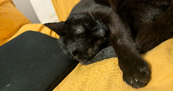 arthur pet sitter à AUBAGNE 13400_3