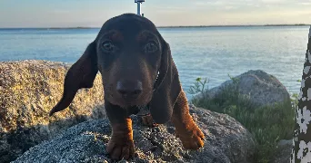 tom pet sitter à LIMOGES 87100