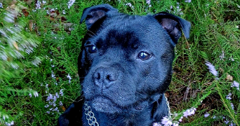 solène pet sitter à FIMENIL 88600_3