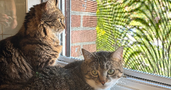 zoé pet sitter à PERENCHIES 59840_1
