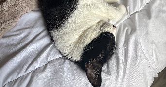 lalie pet sitter à STE MARIE AUX CHENES 57255_3