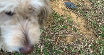 tasnim pet sitter à Marmande 47200_8