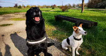 sarah pet sitter à ST REMY 71100_7