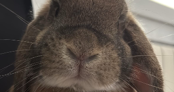 maelice pet sitter à LA PENNE SUR HUVEAUNE 13821_2
