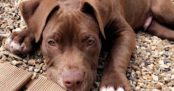 estelle pet sitter à BUCHELAY 78200_8