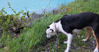 sandrine pet sitter à ALLEMOND 38114_7