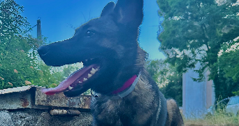 marie pet sitter à BELFORT 90000_0