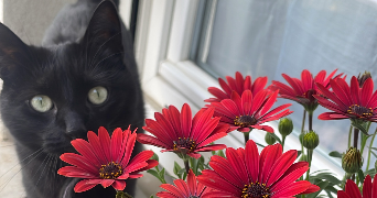 anaïs pet sitter à ROCHE LA MOLIERE 42230_1
