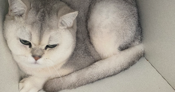 inssaf pet sitter à PONTOISE 95300_4