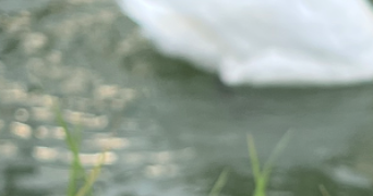 loan pet sitter à SEVRAN 93270_1