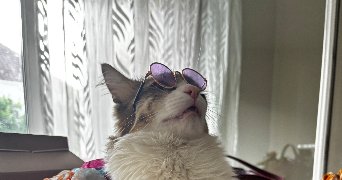 aïcha pet sitter à MONTEREAU FAULT YONNE 77130
