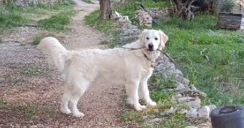 florence pet sitter à OLLIOULES 83190_9