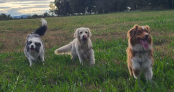 magali pet sitter à ST JULIEN SUR GARONNE 31220_3