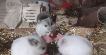 déborah pet sitter à LEMBACH 67510_2