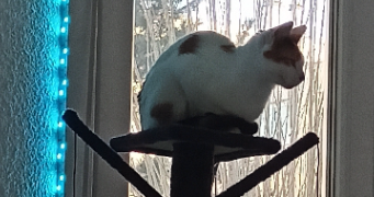 teddy pet sitter à LE CATEAU CAMBRESIS 59360_1