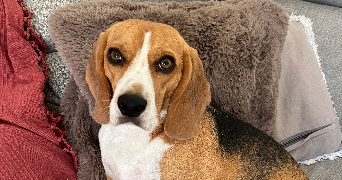 amadea pet sitter à ALBI 81000_1