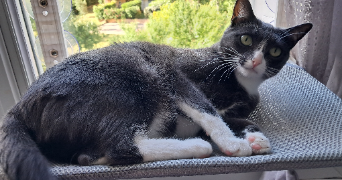 cannelle cat sitter à FREJUS 83600_2