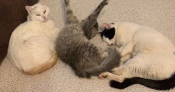 muriel pet sitter à OREE D ANJOU 49270_1