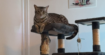léa pet sitter à LE HAVRE 76600_9