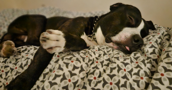 eloïse pet sitter à VALSERHONE 01200_3