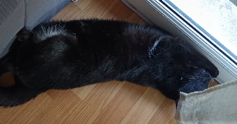 lina  pet sitter à WITTELSHEIM 68310_3