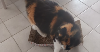 catherine pet sitter à ELANCOURT 78990_8