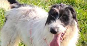 jean pierre pet sitter à PIBRAC 31820_17