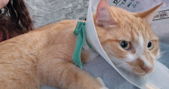 sandra pet sitter à LILLE 59000_1