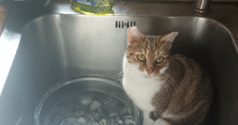 laurence pet sitter à MEYREUIL 13590_2