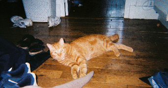 chloé pet sitter à PARIS 14 75014_1