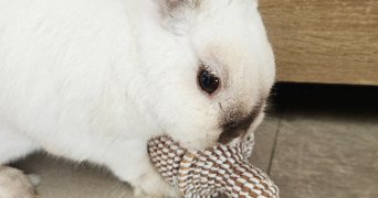 lena pet sitter à PORNIC 44210_6