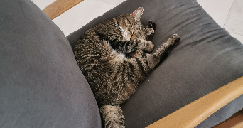 Camille cat sitter à Maisons-Laffitte 78600