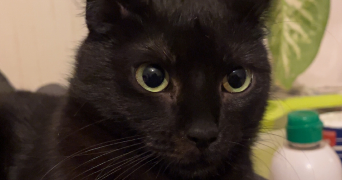 clémence pet sitter à VANNES 56000_6