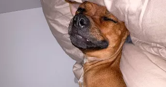 candice  pet sitter à Souppes sur loing 77460