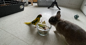 caroline pet sitter à FONTENAY AUX ROSES 92260_4