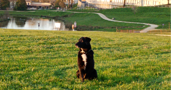 océane pet sitter à MONTUSSAN 33450_0