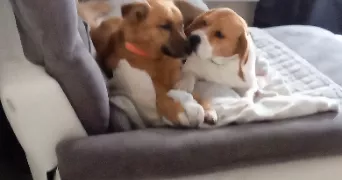 catherine pet sitter à BONDEVAL 25230