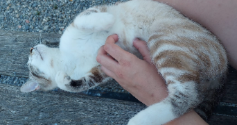 louna pet sitter à BORDEAUX 33000_2