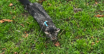 maël pet sitter à BOULOGNE BILLANCOURT 92100_3