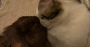 laetitia pet sitter à EPERNAY 51200_0