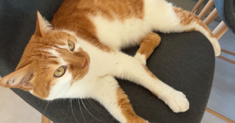 manon pet sitter à Saint-Martin-d'Hères 38400_2