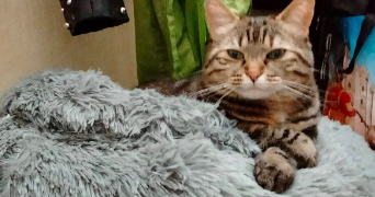 anita pet sitter à CHUZELLES 38200_2