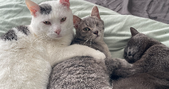mayliss pet sitter à BREST 29200_3
