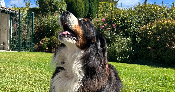 louise dog sitter à AIX EN PROVENCE 13100_4