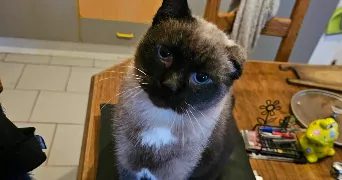 océane pet sitter à VILLEURBANNE 69100