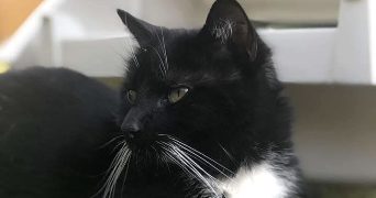 emma pet sitter à TOURCOING 59200_1