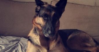 gwenaelle pet sitter à BOLBEC 76210_0